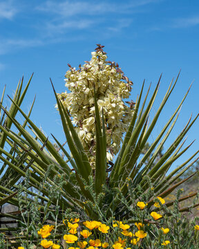 the brilliant bloom of Mojave yucca (Yucca schidigera) with a large spike of cream to white flowers.
