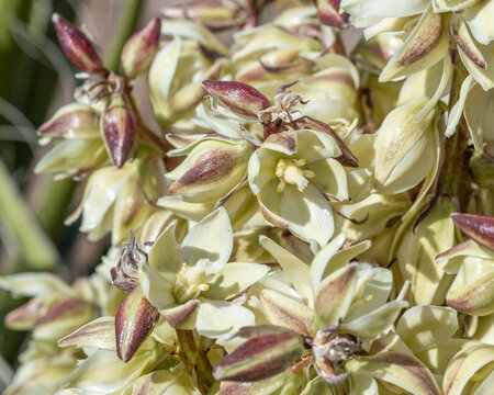Large, leathery cream colored flowers of Mojave yucca (Yucca schidigera) which are obligately pollinated by a single species of moth