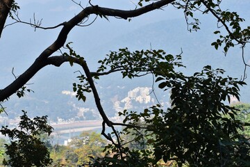 City view through the branches of plant from the top of mountain