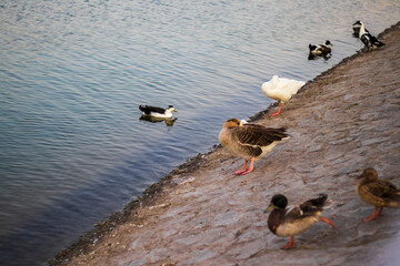 Ducks swimming in the pond. Outdoors