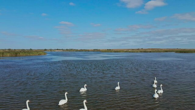 slow motion aerial filming, drone flight around beautiful wild white swans in lake waters, lot of beautiful birds. wild nature beauty