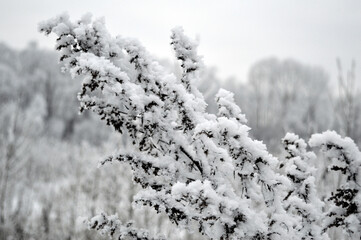 twig frost cover