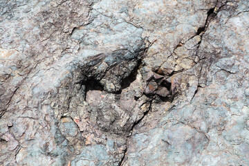 Dinosaur footprint in rock in Bolivia, South America
