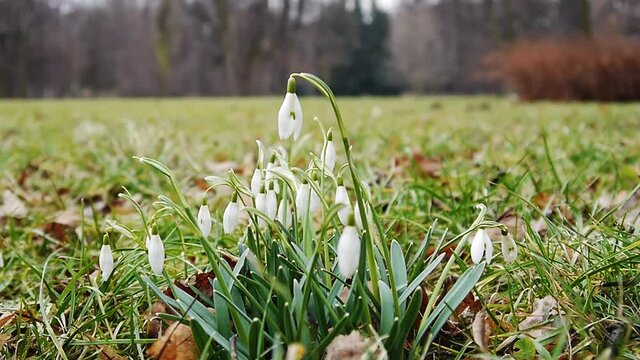 Snowdrop is the first sign of the spring which I found dancing in the breeze in an open meadow.