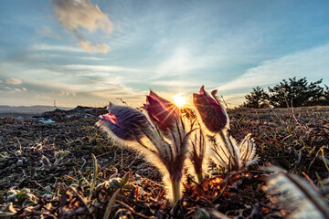Dream-the beautiful grass Pulsatilla patens blooms in the spring in the mountains. The golden hue of the setting sun. Atmospheric spring background. Delicate, fragile flowers in selective focus at