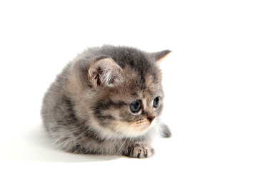 fluffy purebred kitten lies on a white background