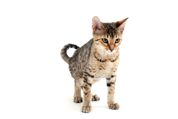 A striped purebred smooth-haired cat stands on a white background