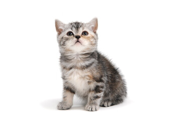 a striped purebred kitten sits and looks at the top on a white background