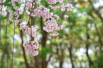 pink cherry blossom