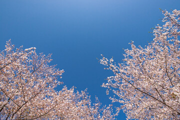Cherry Blossoms