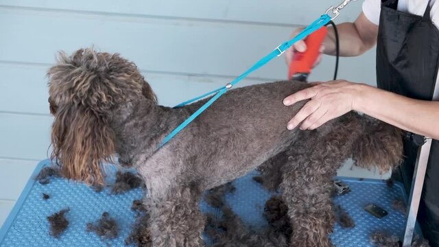 Professional dog grooming. Cute brown poodle dog being groomed in pet care studio. Woman groomer shaves dog with electric shaver at home.
