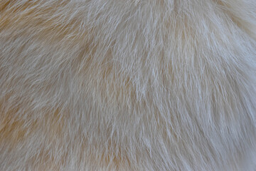 focus of cats hairs , cat fur texture