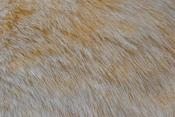 focus of cats hairs , cat fur texture