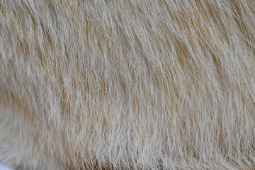 focus of cats hairs , cat fur texture