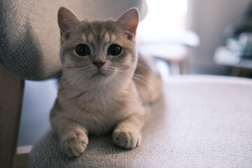 Cat sitting on a chair