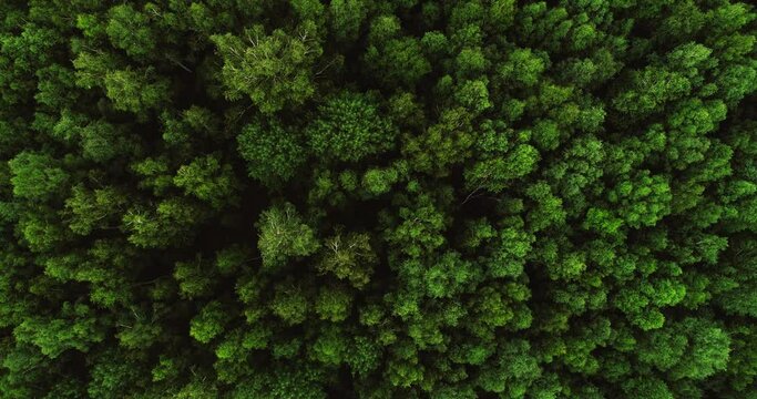 Dense deciduous mixed fresh green forest of northern temperate zone at summer cloudy evening - Aerial drone top down view