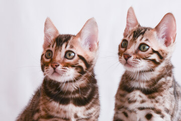 Fototapeta na wymiar Two Bengal kittens. Close-up portrait on white background