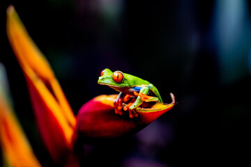 Red Eyed Frog