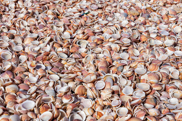 The surface of the Mediterranean beach is covered with seashells. Israel