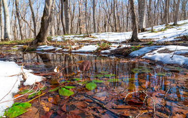 Melting snow in the spring forest