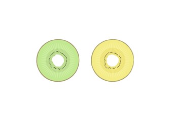 キウイフルーツの断面（JPEG）