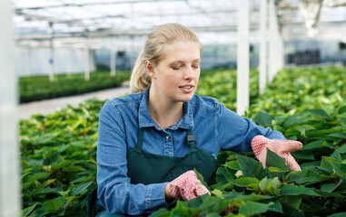Skilled florist woman engaged in cultivation of plants of Euphorbia pulcherrima (poinsettia) in greenhouse