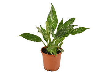Tropical 'Spathiphyllum Diamond Variegata' houseplant with white spots in flower pot isolated on white background