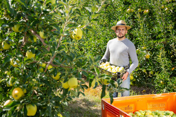 Young male farmer carrying fresh harvest of apples in crate in fruit garden on sunny day