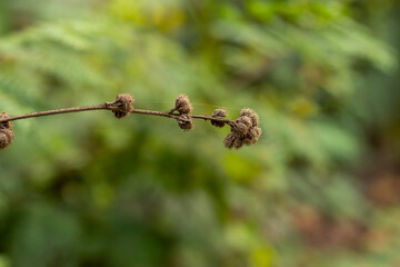 A rip and dry wild tree bears flowers and bears fruit and withers