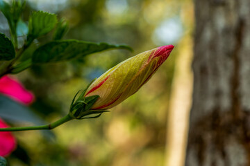 Chinese hibiscus or pink and red big joba flower koli