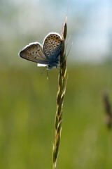 Common Blue small butterfly close up in nature