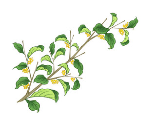 Colorful illustration of osmanthus fragrance, digital art.