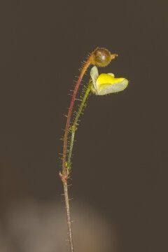The small yellow flower of Genlisea filiformis in naturatl habitat in the Chapada dos Guimaraes National Park in Mato Grosso, Brazil