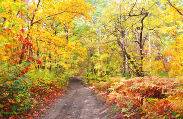 Road in autumn forest