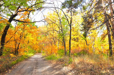 Road in autumn forest