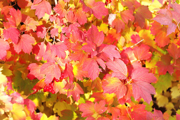 Naklejka na ściany i meble Calm fall season. Viburnum leaves in autumn forest