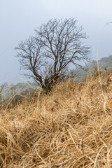 Obraz premium a lonely tree with beautiful branches in the mist