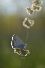 Common Blue small butterfly close up in nature