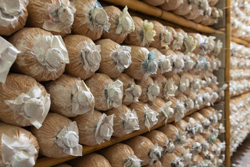 Images of bag mushroom culture in the house