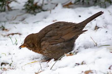 samica kosa © Dariusz Grochal 