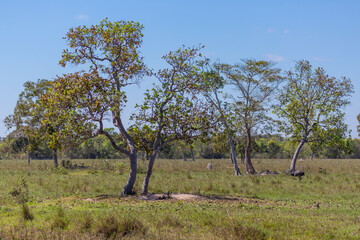 Some trees along the Transpantaneira in the northern Pantanal in Mato Grosso, Brazil