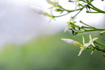 White flower of Cerbera odollam Surrounded by nature.
