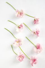 ピンクのパンジー壁紙