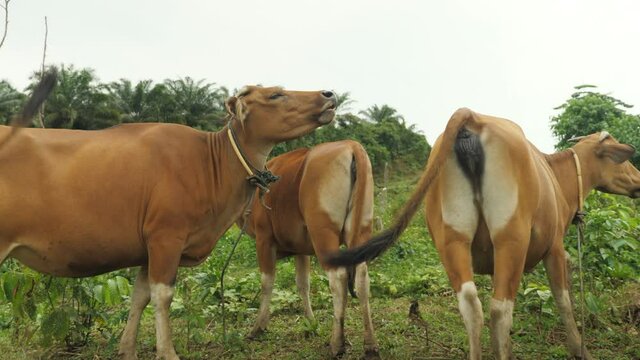 Domesticated cattle ox cow bull banteng sapi bos javanicus eating grass on field, organic beef farm