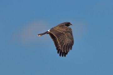 Snail Kite (Rostrhamus sociabilis) in flight in the Pantanal in Mato Grosso, Brazil