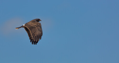 Brazilian Wildlife: Rostrhamus sociabilis (Snail kite) in flight, seen on the Transapantaneira in the northern Pantanal in Mato Grosso, Brazil
