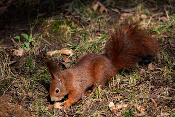 ruda wiewiórka © Dariusz Grochal 