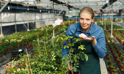 Experienced woman farmer checking roses while gardening in glasshouse