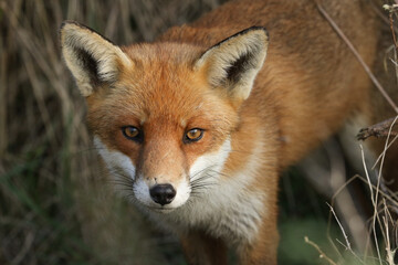 Naklejka na ściany i meble A wild Red Fox, Vulpes vulpes, hunting in a field . 