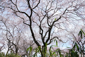 桜の木